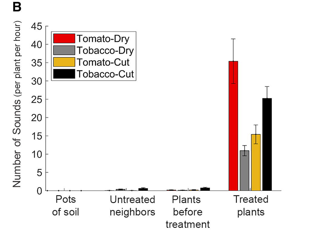 a graph showing how tomato and tobacco plants reacted to dry conditions and being cut by making noises