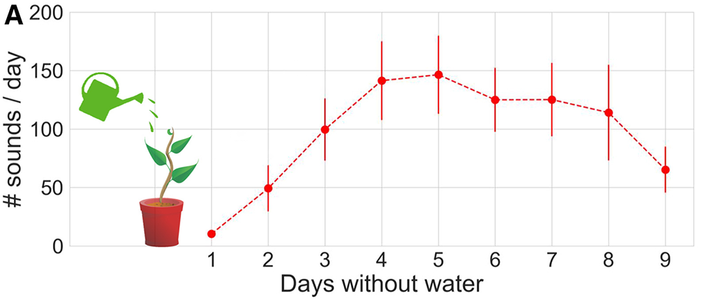 a graph showing how as days without water increased, so did the sounds plants made until about day 5, when the noises started to slowly drop in number