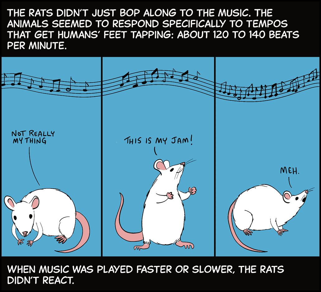 Panel 4. Text (above image): The rats didn’t just bop along to the music. The animals seemed to respond specifically to tempos that get humans’ feet tapping: about 120 to 140 beats per minute. Image: On the left, one rat sits still while slow music plays and thinks “not really my thing.” In the middle, a rat dances along to medium-rhythm music and thinks “this is my jam!” On the right, a rat sits still while very fast music plays and thinks, “meh.” Text (below image): When music was played faster or slower, the rats didn’t react.