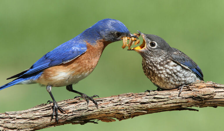a photo of a bluebird feeding a baby bird a beak full of tasty grubs