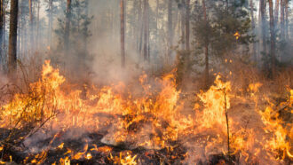 fire ravages the floor of a forest, eating vegetation on the ground and filling the air between the trees with smoke