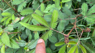 a finger hovers over a stem that has four fanned leaves spreading off of it, amidst other leaves from the same plant