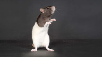 A photo of a black and white rat against a dark backdrop. The rat is standing on hind legs with its forepaws raised near its face, almost as though caught mid-dance.