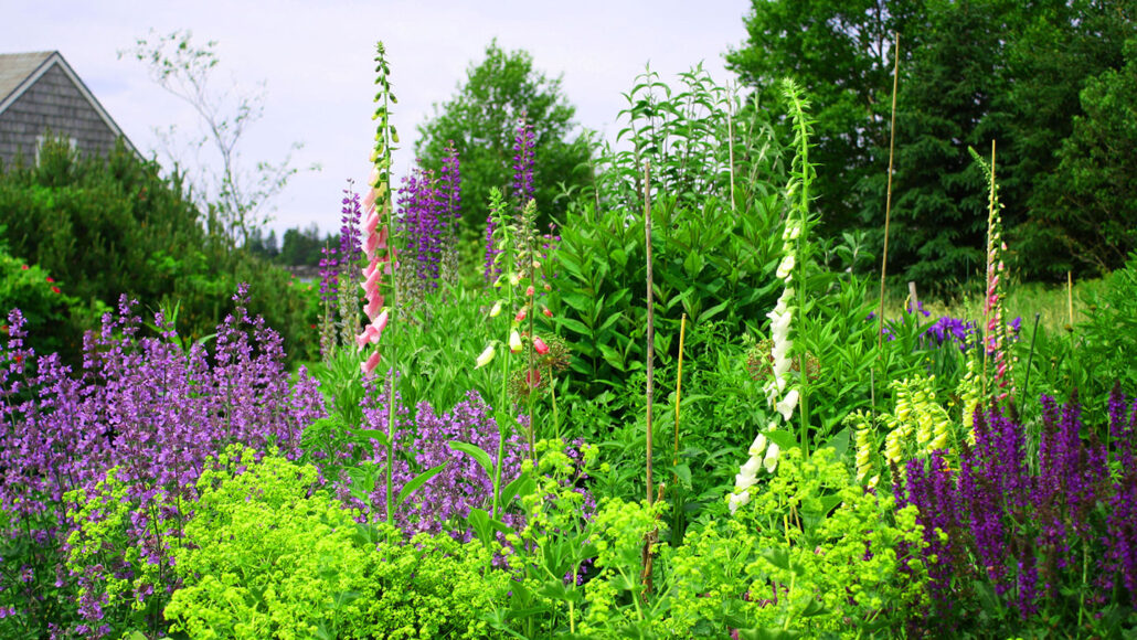 a photo of a a lawn full of colorful lupine and other tall and colorful wildflowers.