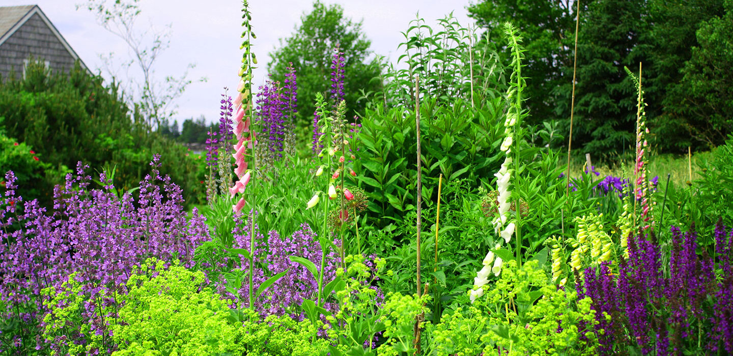 a photo of a a lawn full of colorful lupine and other tall and colorful wildflowers.