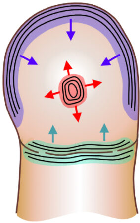 a diagram of the pad of a finger shows ridges in the center of the fingertip, along the outer edge and along the edge of the joint crease; arrows show how the ridges expand outward from these three locations to cover the finger pad