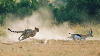 a cheetah chases a gazelle across a grassland
