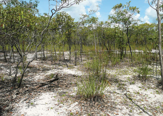 A photo of a sandy area with grass and trees growing.