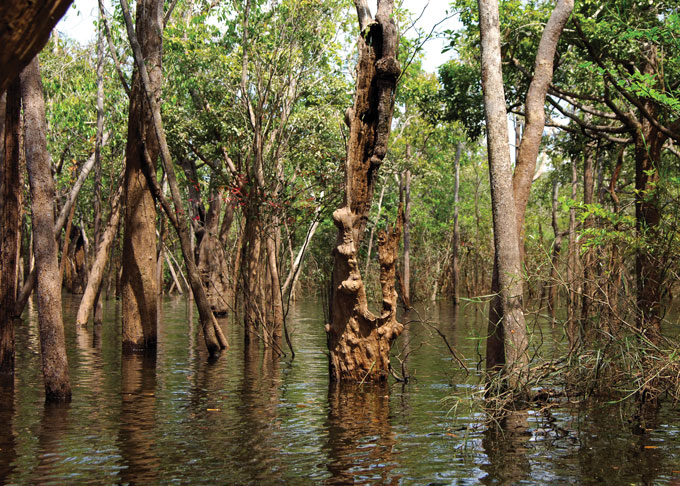 A photo of a swamp forest area.