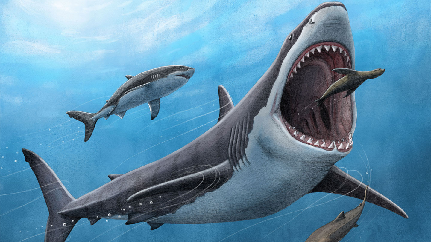 Megalodons may have become megahunters by running hot