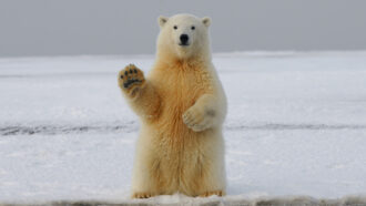 a polar bear standing on its hind legs lifts a paw in what looks like a wave