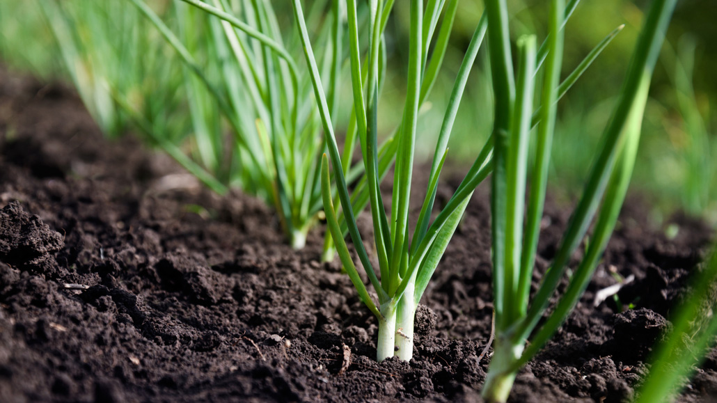 a closeup photo of a row of scallions growing out of dark earth