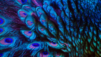 a close-up photo of vibrant peacock feathers in shades of blue, purple and green