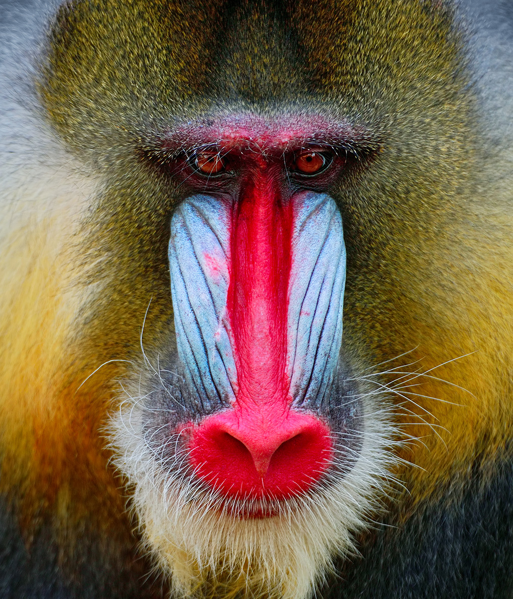 a photo showing the face of a mandrill, it has a long red nose, on either side is a light blue color
