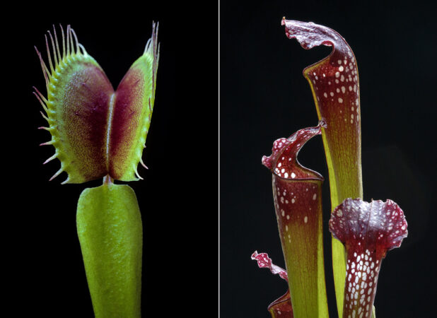 On the left, a Venus Fly Trap leaf against a black background. The leaf is topped by a green snap trap with spines on its edges. On the right, Three pitcher plant cups against a black background. Each cup is red and green with white spots.