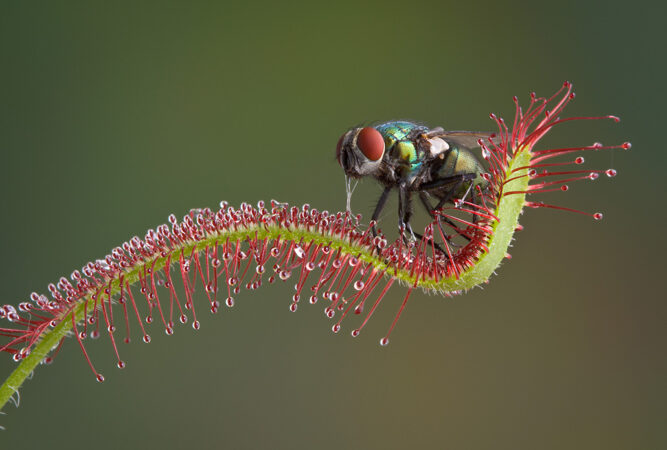 A metallic green fly is caught in the secretions of a sundew plant