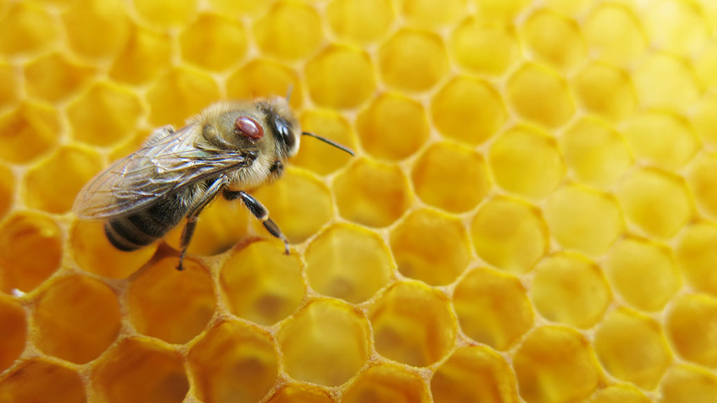 a photo of a honeybee on a honeycomb. the honeybee has a brown varroa mite attached to it's back, near it's head.