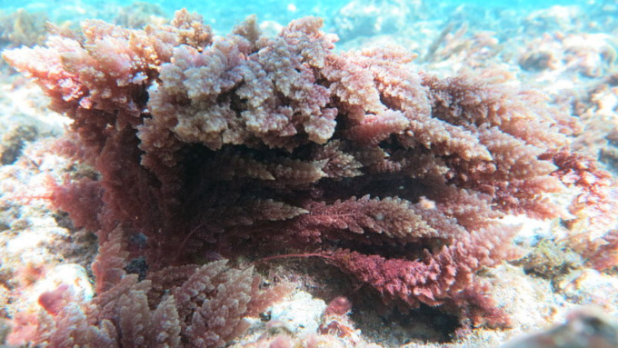 An underwater photo of red algae.