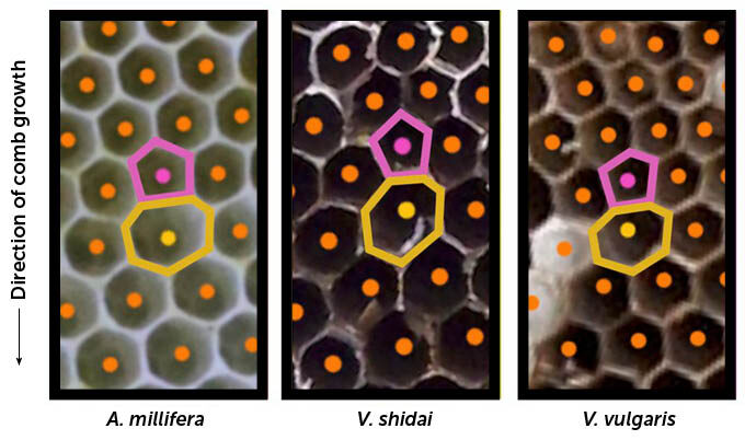 Images of part of a honeybee nest (left) and that of two species of wasp (center, right) exhibit pairs of five- and seven-sided cells (highlighted) nestled in among the six-sided variety. The bottom of each image is oriented toward a newer part of the nest, which means these insects built the five-sided cells before the seven-sided ones to help connect smaller, older hexagonal cells (top) to larger, newer ones (bottom).