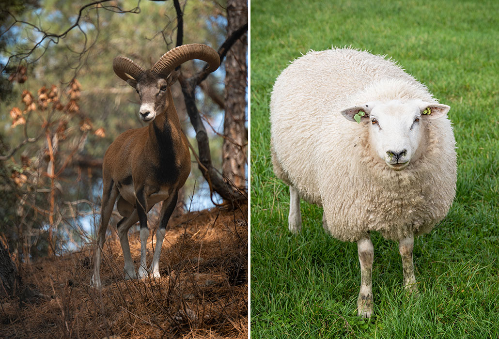 on the left, a brown antelope-like creature stands in a wooded area; on the right, a fluffy white sheep stands in a field