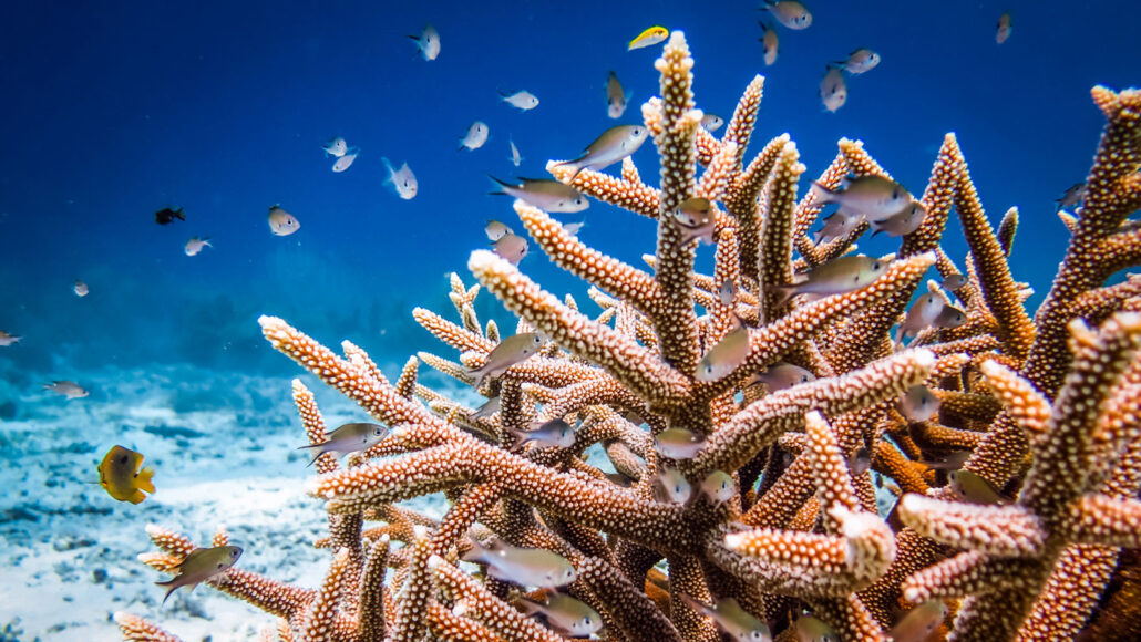 fish swim around an orangish, spiny cluster of coral on the ocean floor