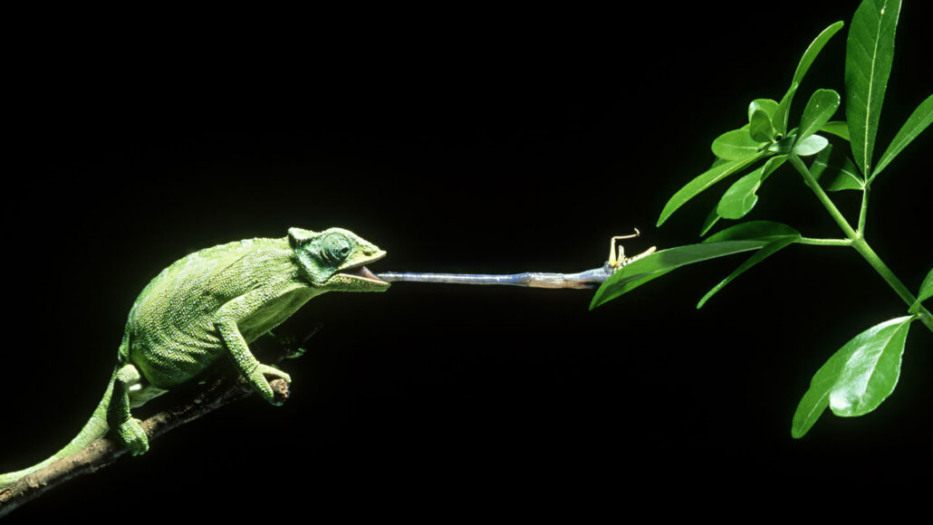a green chameleon stretches out its long tongue to snag a grasshopper off the leaf of a plant