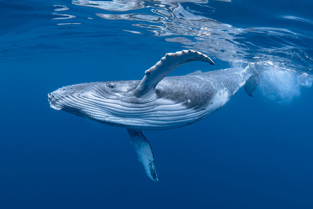 an underwater photo of a humpback whale