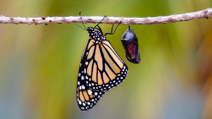 an orange and black butterfly clings to the underside of a branch beside a cocoon hanging from the branch