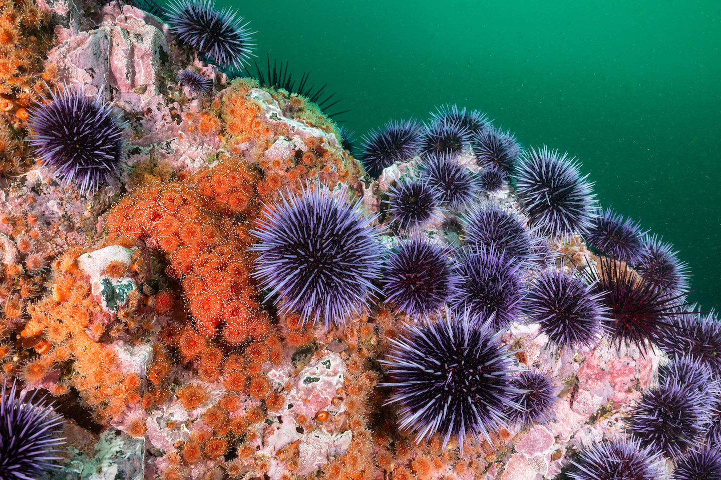 Purple and black spiky balls cling to the side of a reddish orange reef in blue-green water