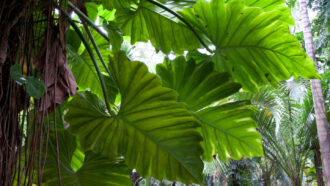 photo of large leaves from a tropical plant taken from below the forest canopy