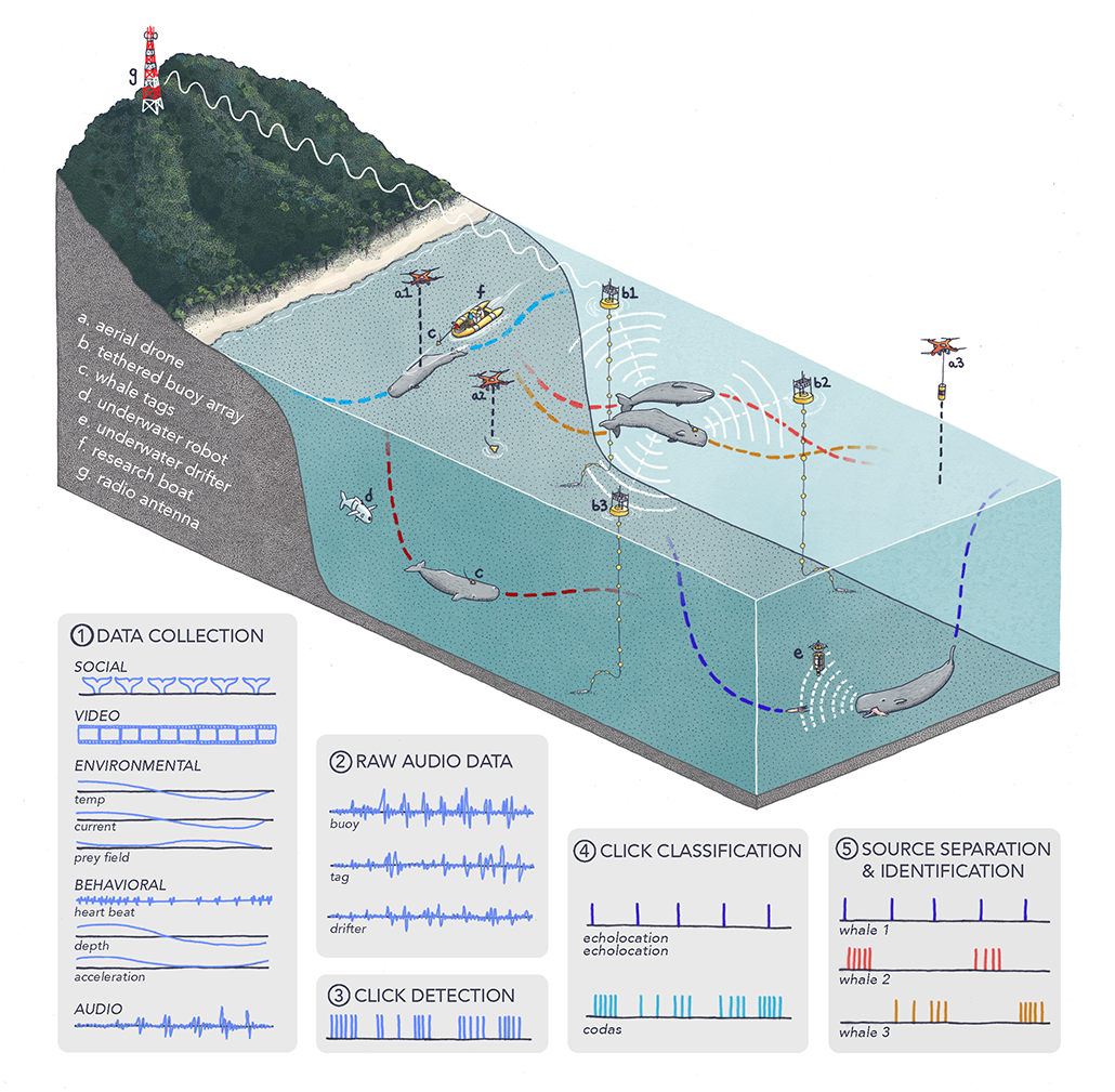 a diagram showing how and where CETI is collecting data on sperm-whale clicks