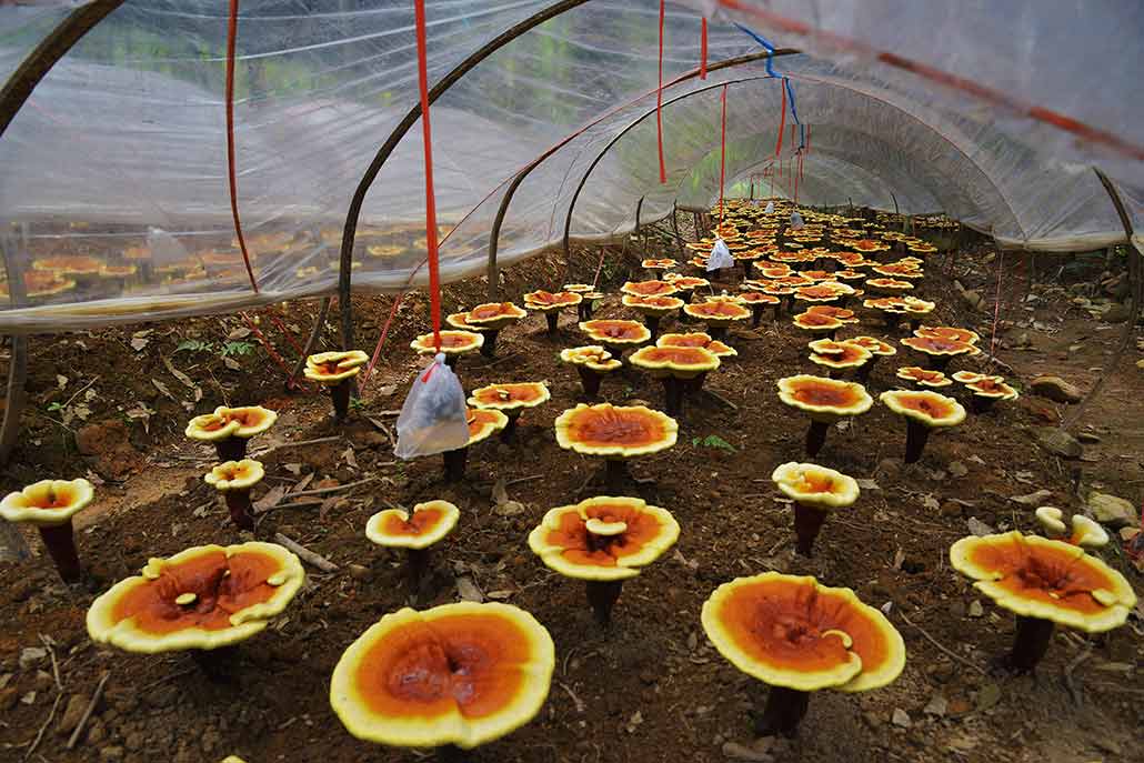 evenly spaced round mushrooms with yellow edges and brownish orange middles grow straight out of the ground, under a clear plastic covering