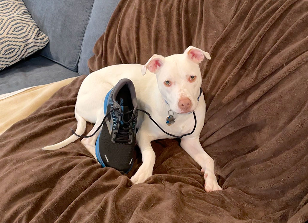 a cute white dog with blue eyes sitting on a chair covered with a brown blanket. He appears to have obtained a shoe.