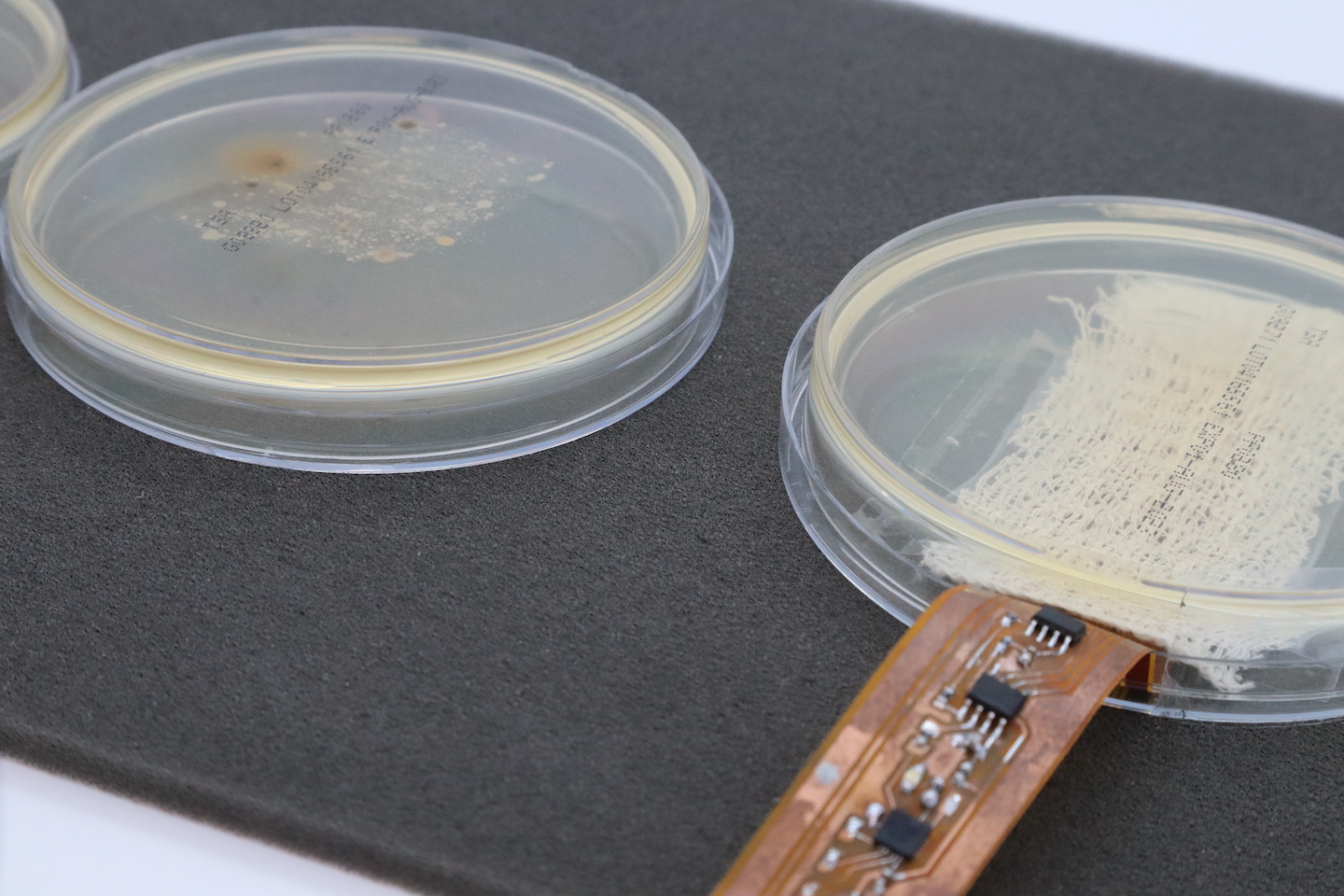 two petrie dishes sit side by side; one has a strip of metal embedded with electronics poking out of it like a tongue