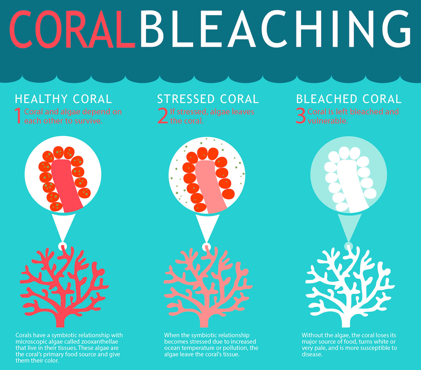 this diagram illustrates the differences between healthy, stressed and bleached coral