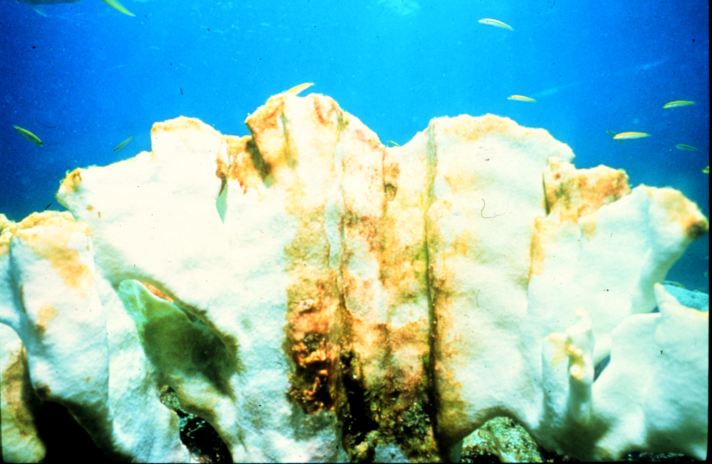 a close up of a bone-white coral in deep-blue water