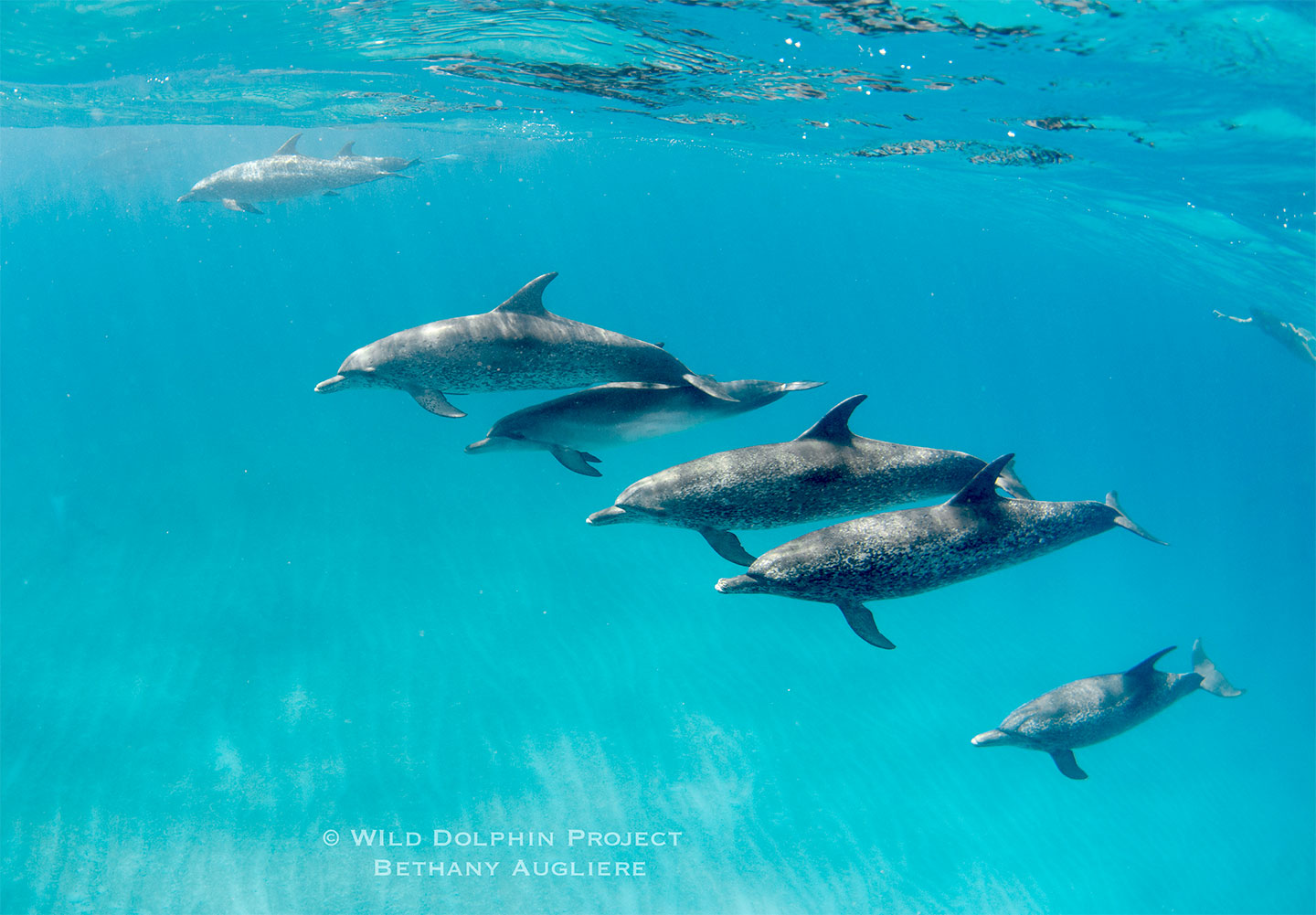 six spotted dolphins swimming together just under the surface of the water, they are spread out in a diagonal line across the image from middle top left to bottom right