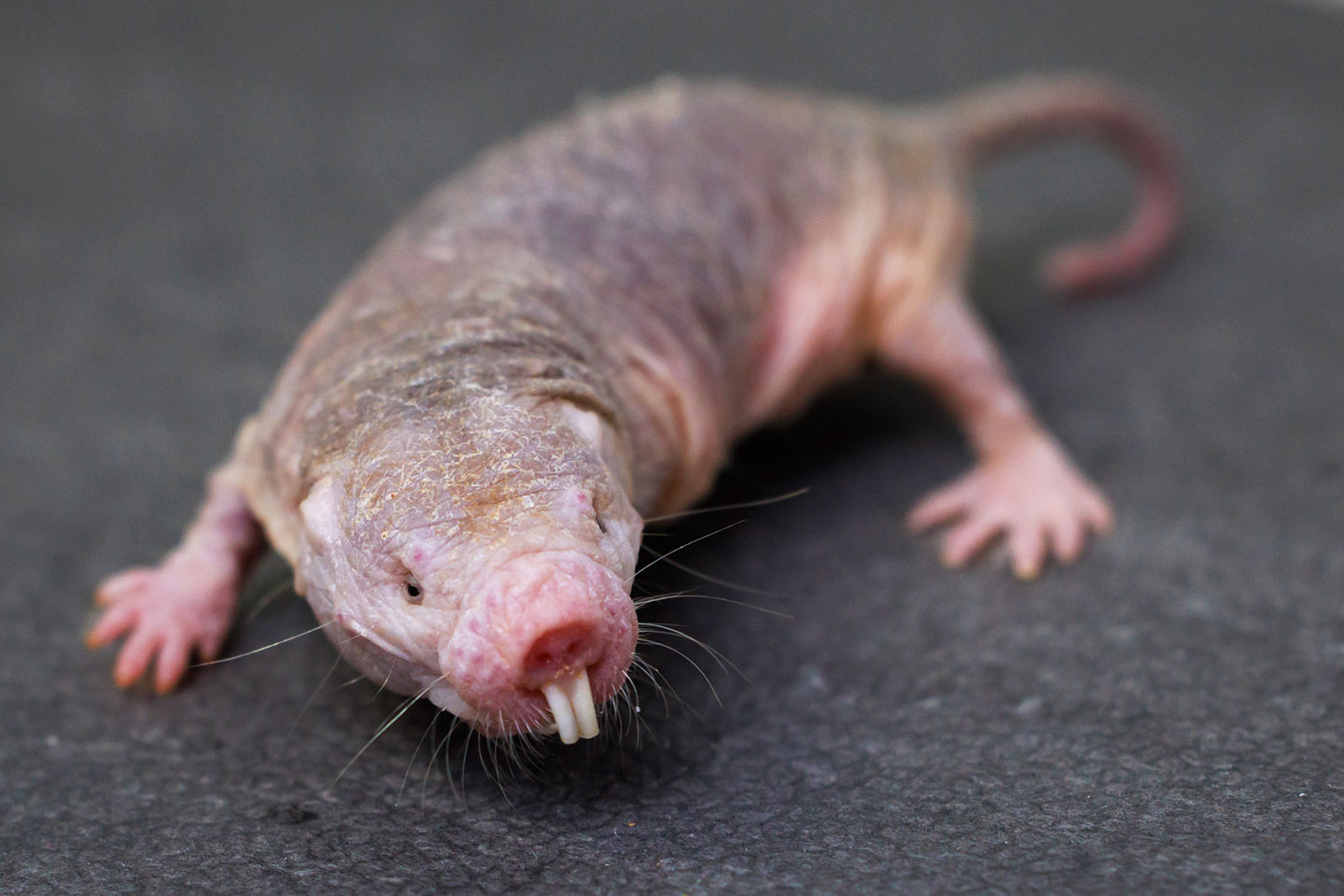 a photo of a naked mole rat, a small wrinkly rodent with no hair and two long top front teeth