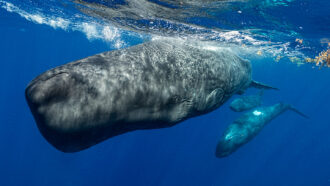 a photo of a sperm whale mother and calf swimming just below the surface of the water
