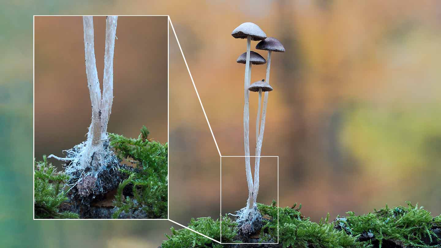 How mycelium helps a forest ecosystem communicate underground
