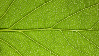 a macro photo of a leaf, showing the veins and individual plant cells