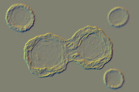 A microscope slide shows two transparent and circular stem cells dividing. They are surrounded by three smaller stem cells.