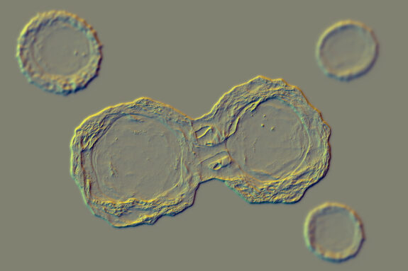 A microscope slide shows two transparent and circular stem cells dividing. They are surrounded by three smaller stem cells.