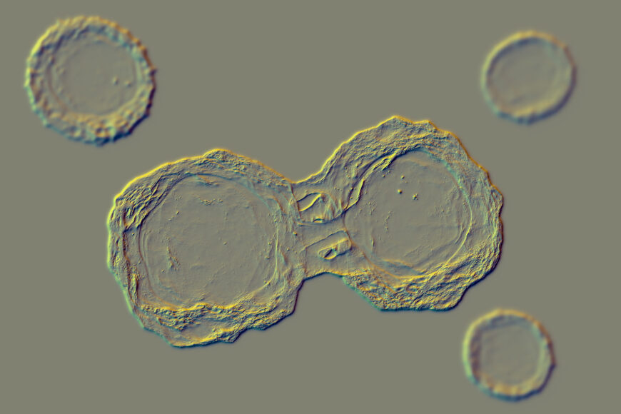 A microscope slide shows two transparent and circular stem cells dividing. They are surrounded by three smaller stem cells.