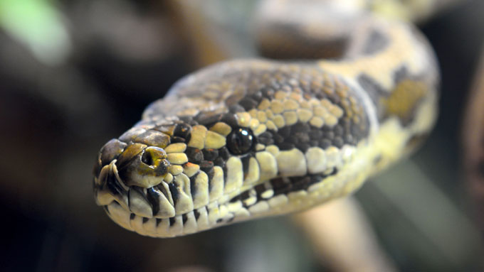An up close photo of a carpet python's face.