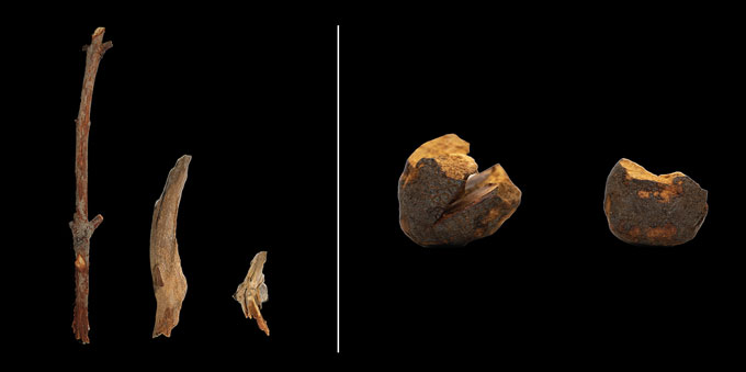 Two photos of sticks and seed pods used by cockatoos.