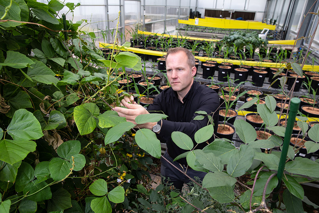 Wolfgang Busch examining a legume in a greenhouse