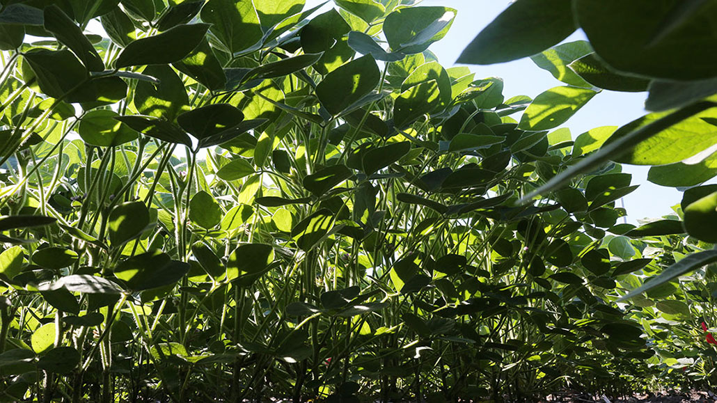 a view of rows of bean plants from the ground looking up through the leaves. Sunlight is filtering down through the leaves. 