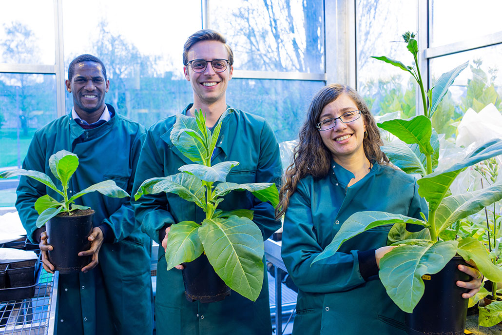 three researchers hold tobacco plants