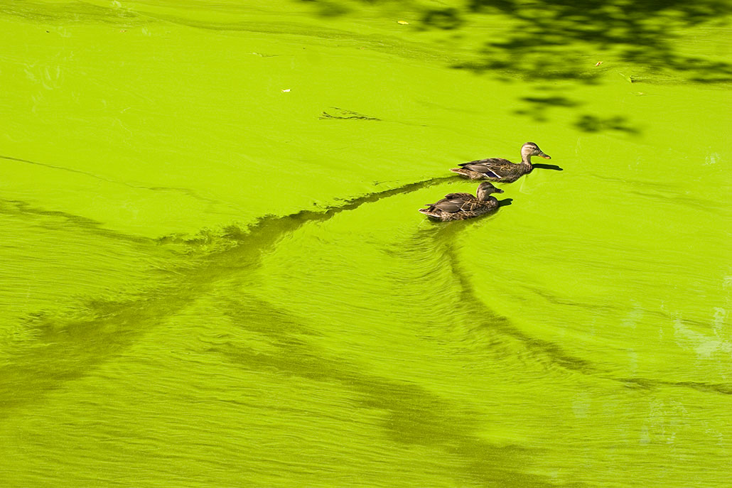 two ducks swim across a pond coated in bright green algae